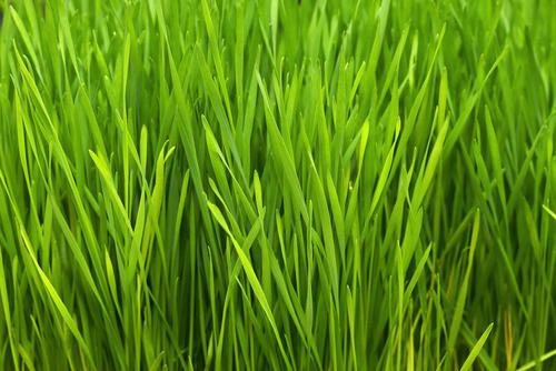 某些草是可持续的能源 可能成为实现净零碳排放的动力