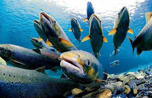 雌性鲑鱼的死亡率高于雄性鲑鱼
