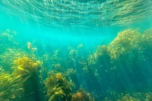 微小的水流可能会影响重要的海洋食物来源