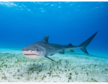 牙齿揭示了虎鲨的起源