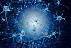 研究人员发现成人神经干细胞的新标记