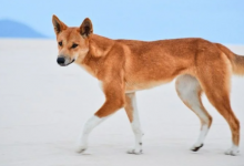 澳大利亚大多数野生犬是纯种野狗或野狗为主的杂种犬