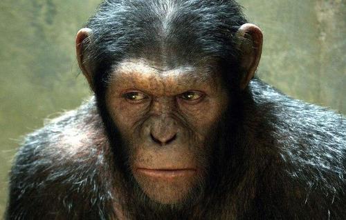 与猴子相比猿猴显示出截然不同的早期免疫反应