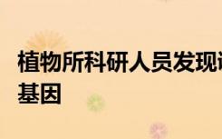 植物所科研人员发现调控甜高粱茎秆持汁特性基因